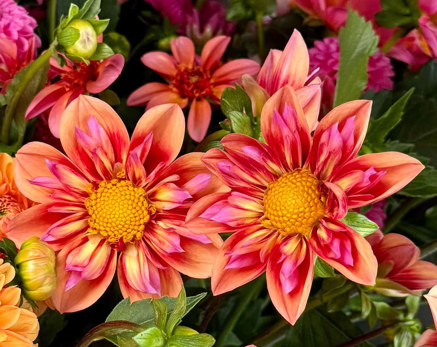 Orange Hype Dahlia Tuber - LIMIT 2
