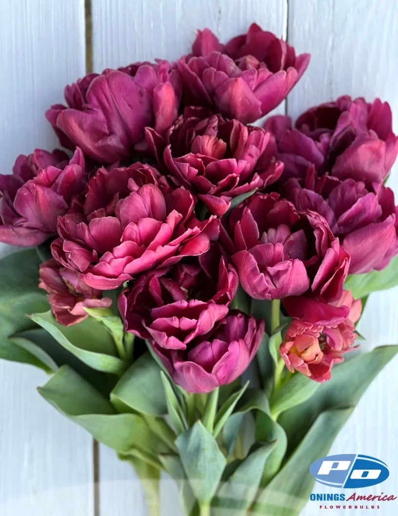 Alison Bradley Tulip