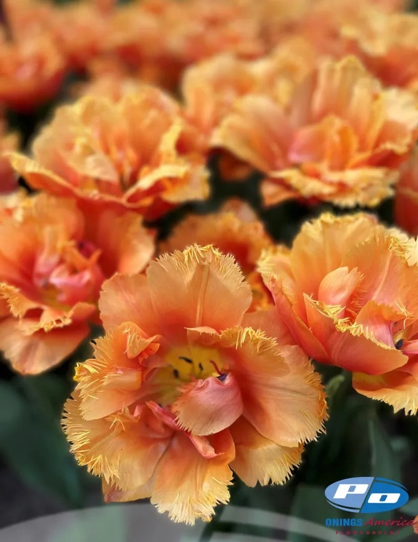 Orange Passion Tulip
