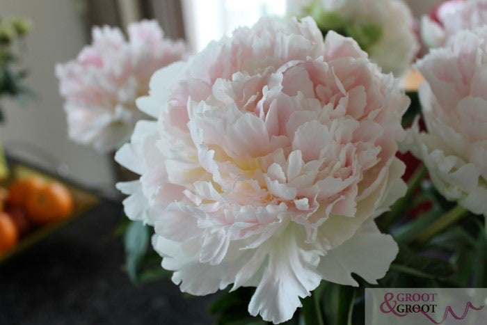 Brother Chuck Peony Bareroot