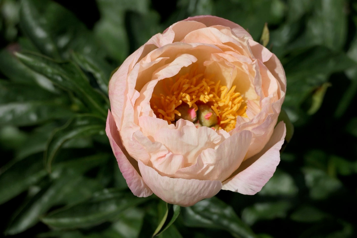 Kings Day Peony Bareroot