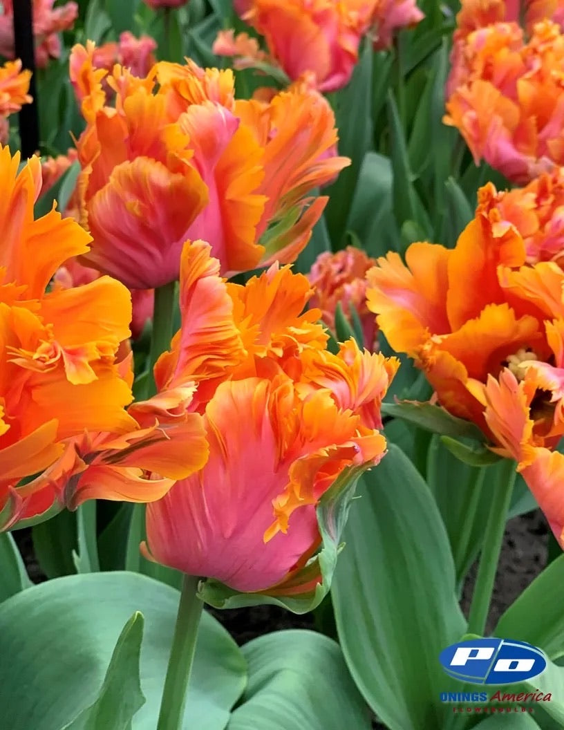 Amazing Parrot Tulip
