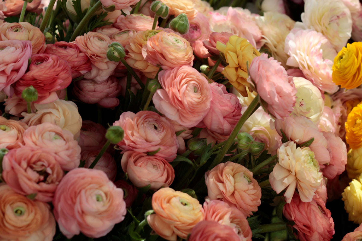 Elegance Salmon Ranunculus