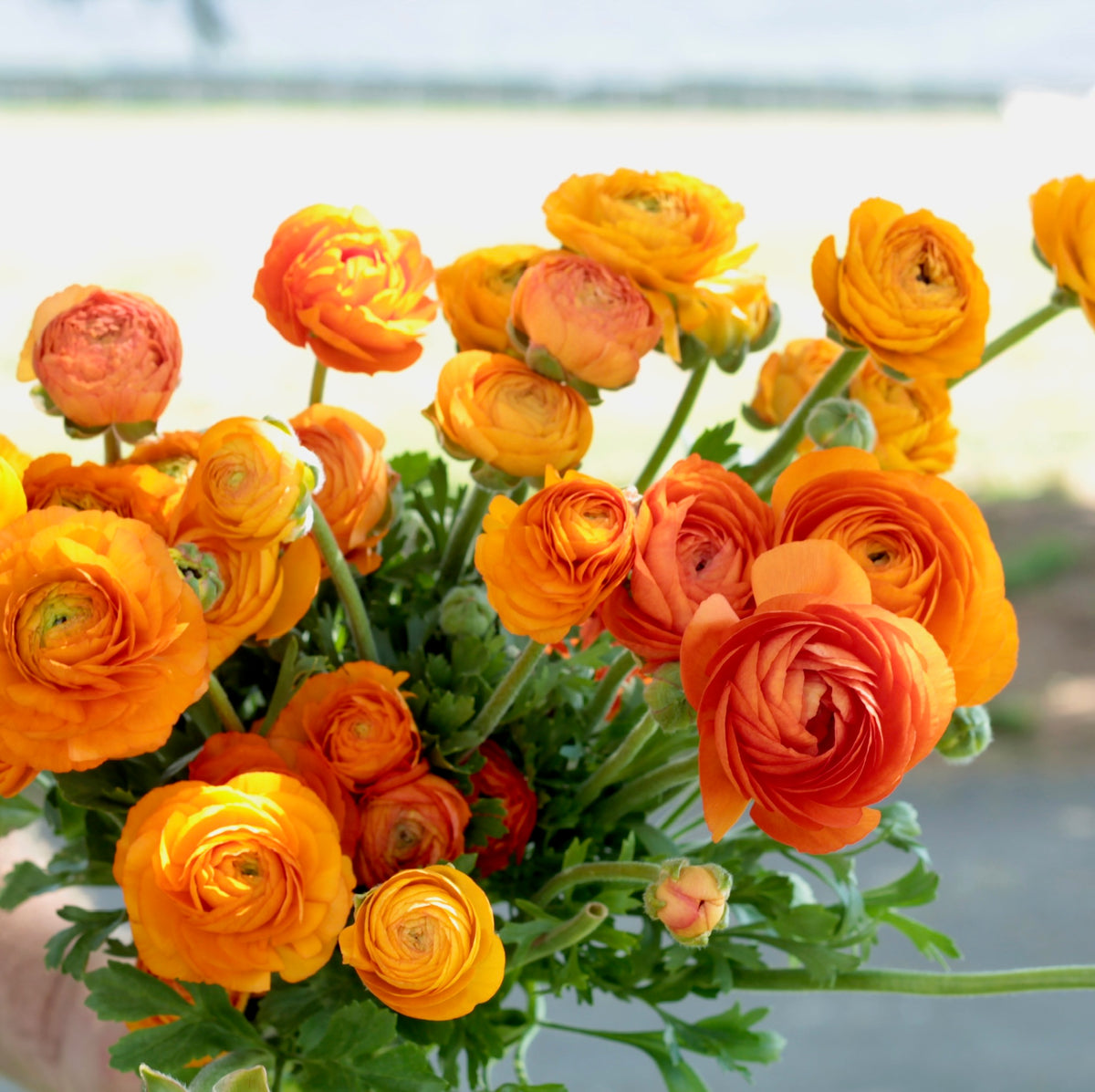 Elegance Clementine Ranunculus