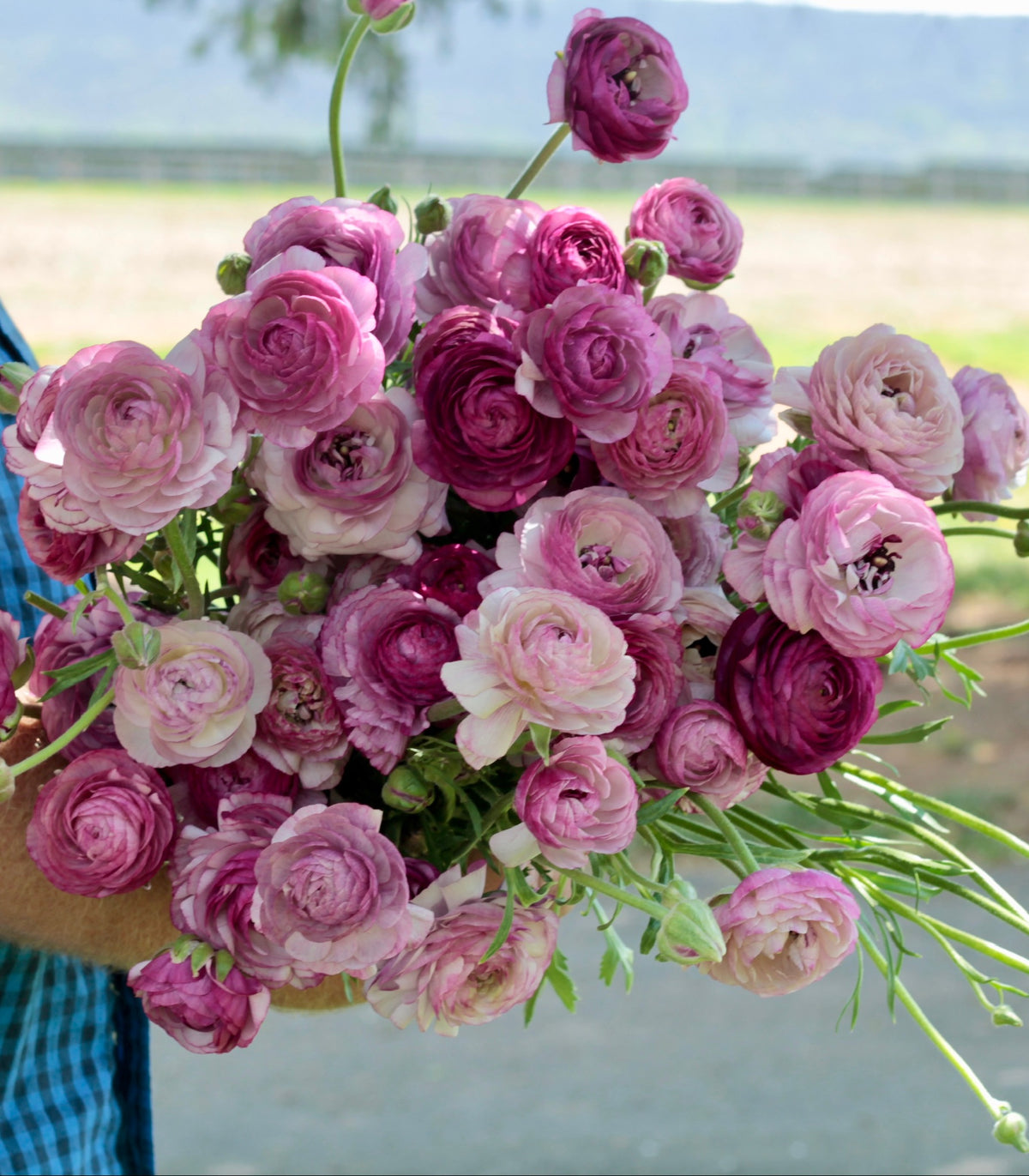 Amandine Purple Jean Ranunculus