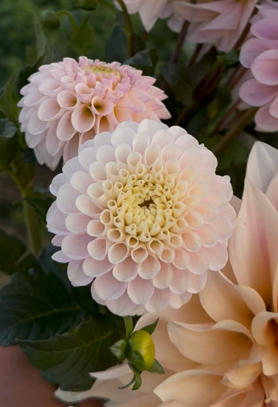 20th Ave Memory Dahlia Tuber