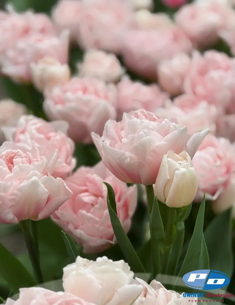 Dreamer Tulip