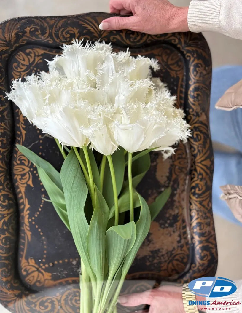 Noordeinde Tulip