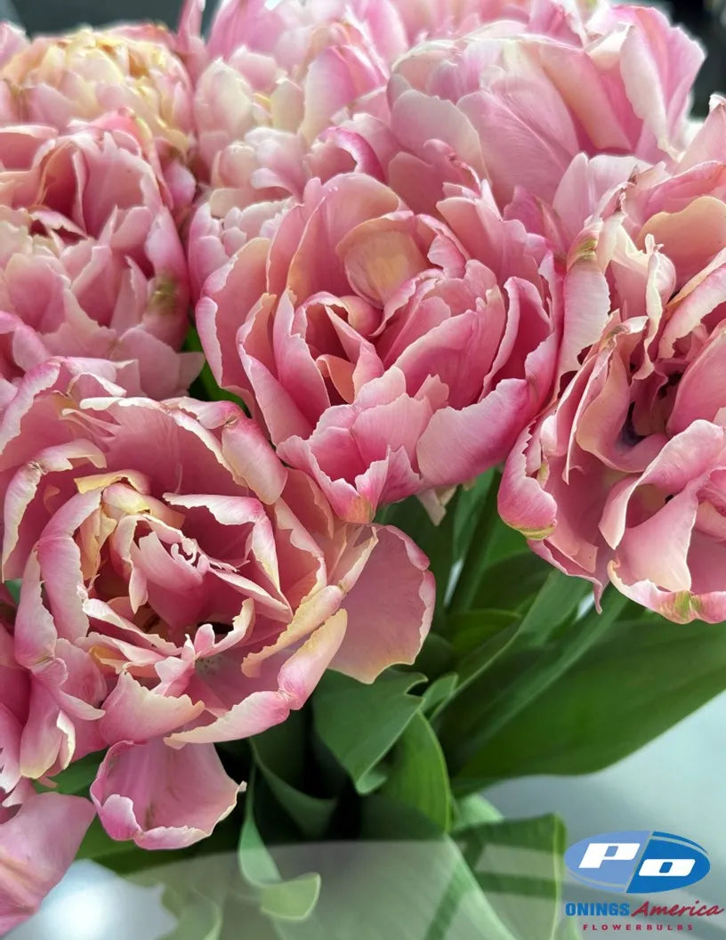 Pink Star Tulip