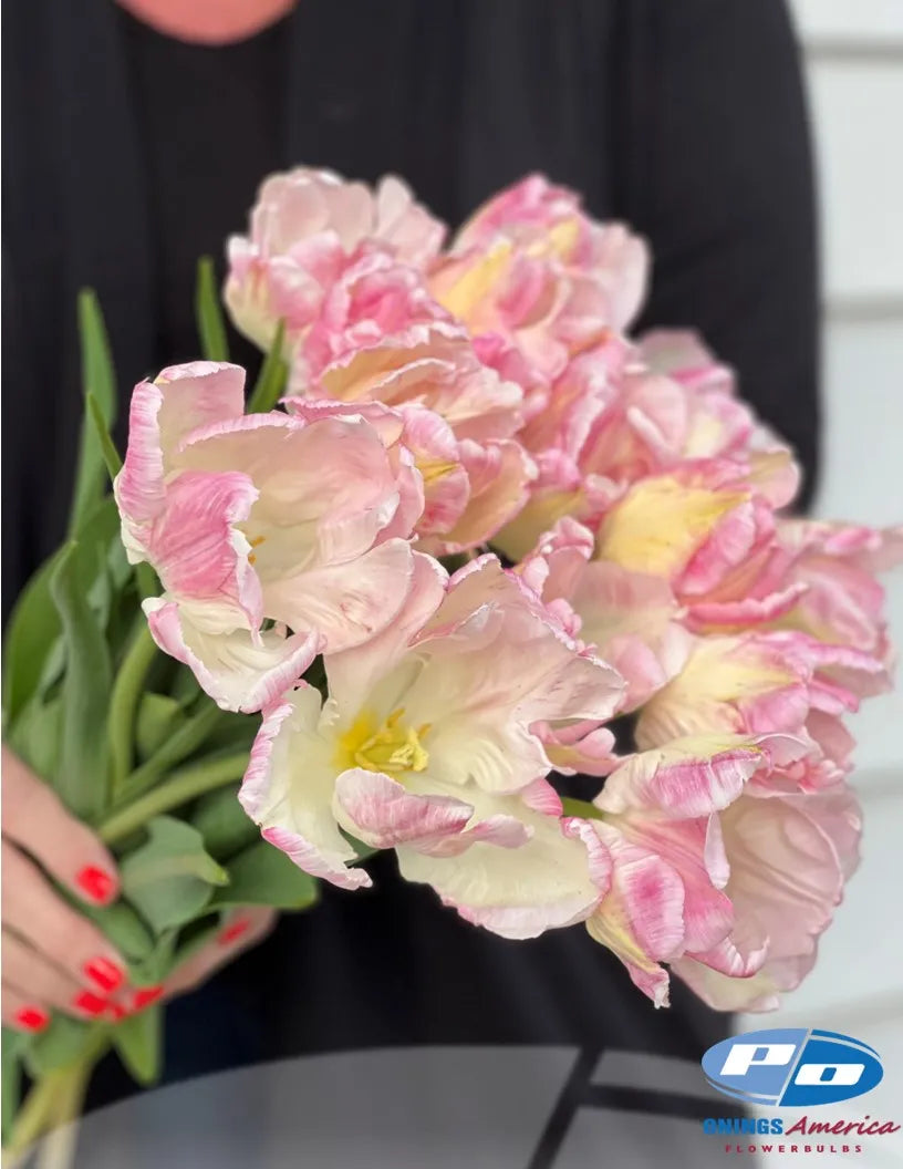 Cabanna Parrot Tulip