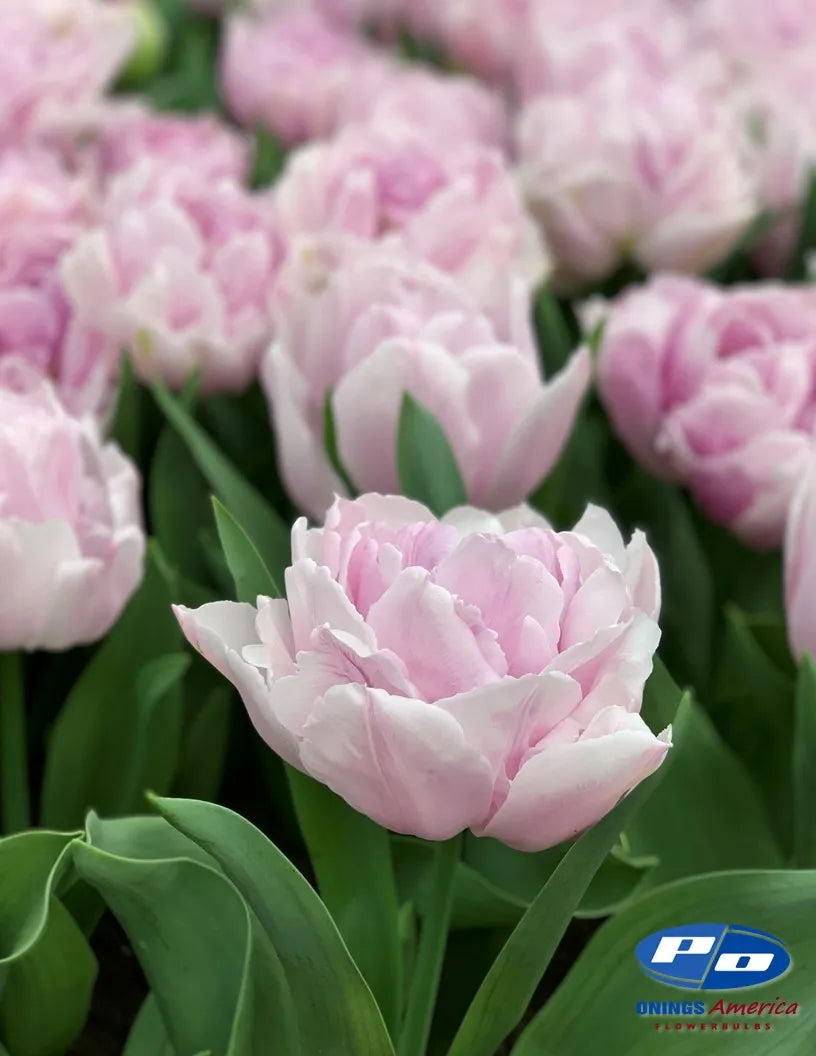 Katinka Tulip