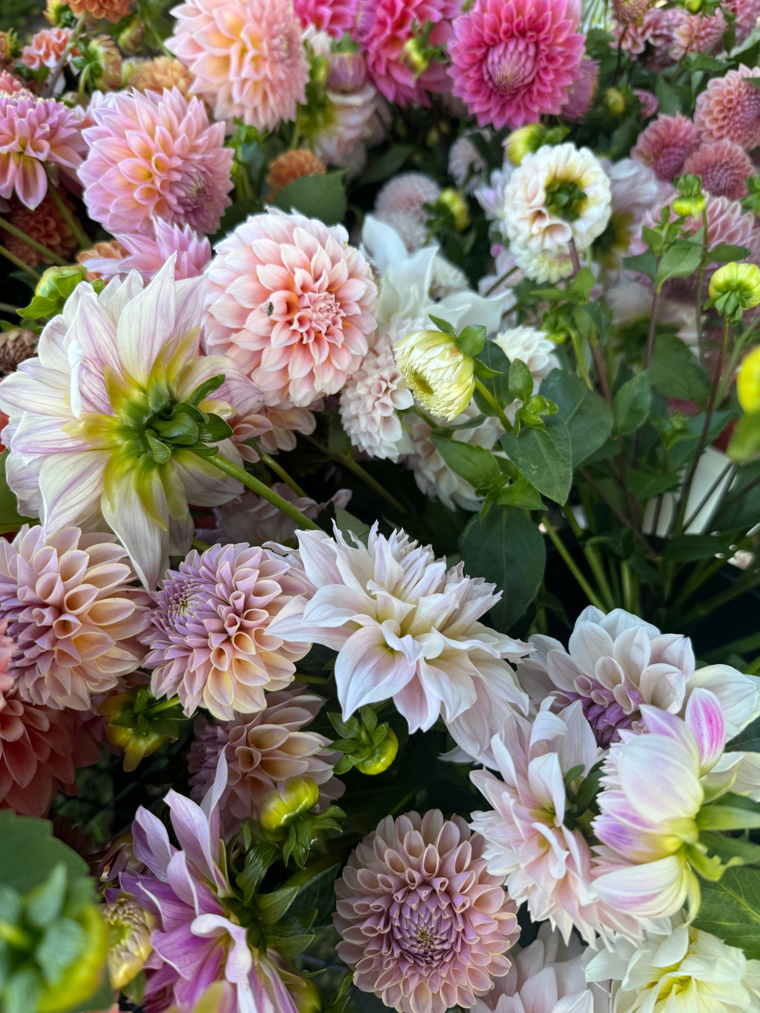 Dahlia Tuber Shop