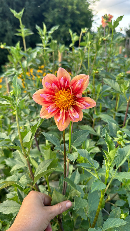Orange Hype Dahlia Tuber [Limit 1]