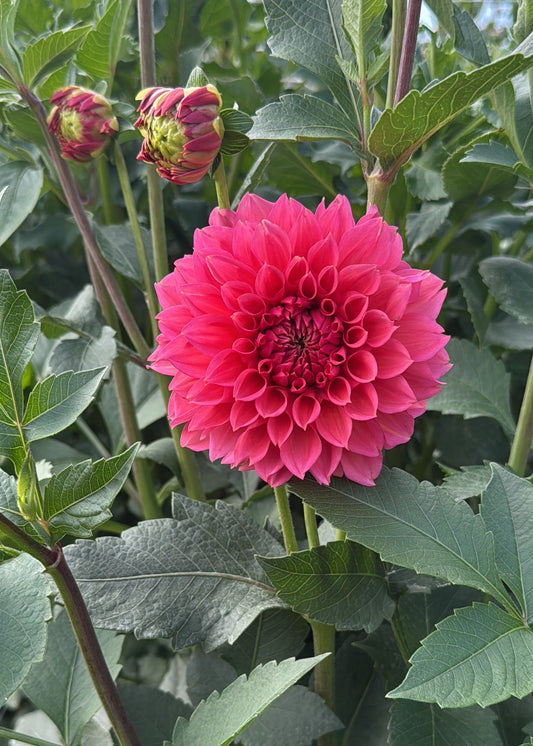 RM Pink Sugar Dahlia Tuber