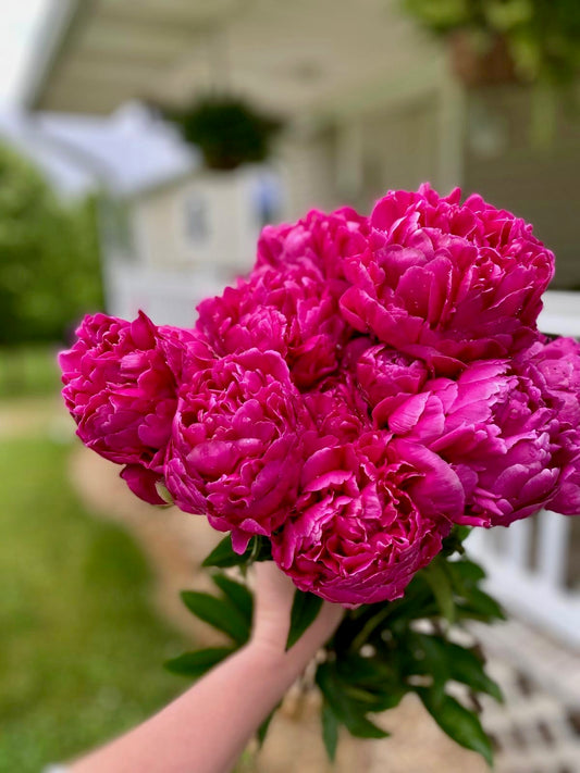 Kansas Peony Bareroot