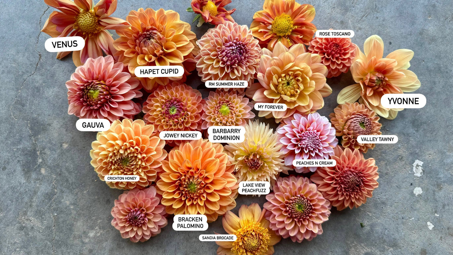 Sandia Brocade Dahlia Tuber