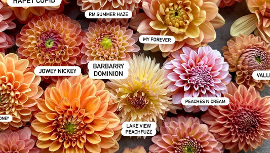 Lakeview Peachfuzz Dahlia Tuber - LIMIT 1