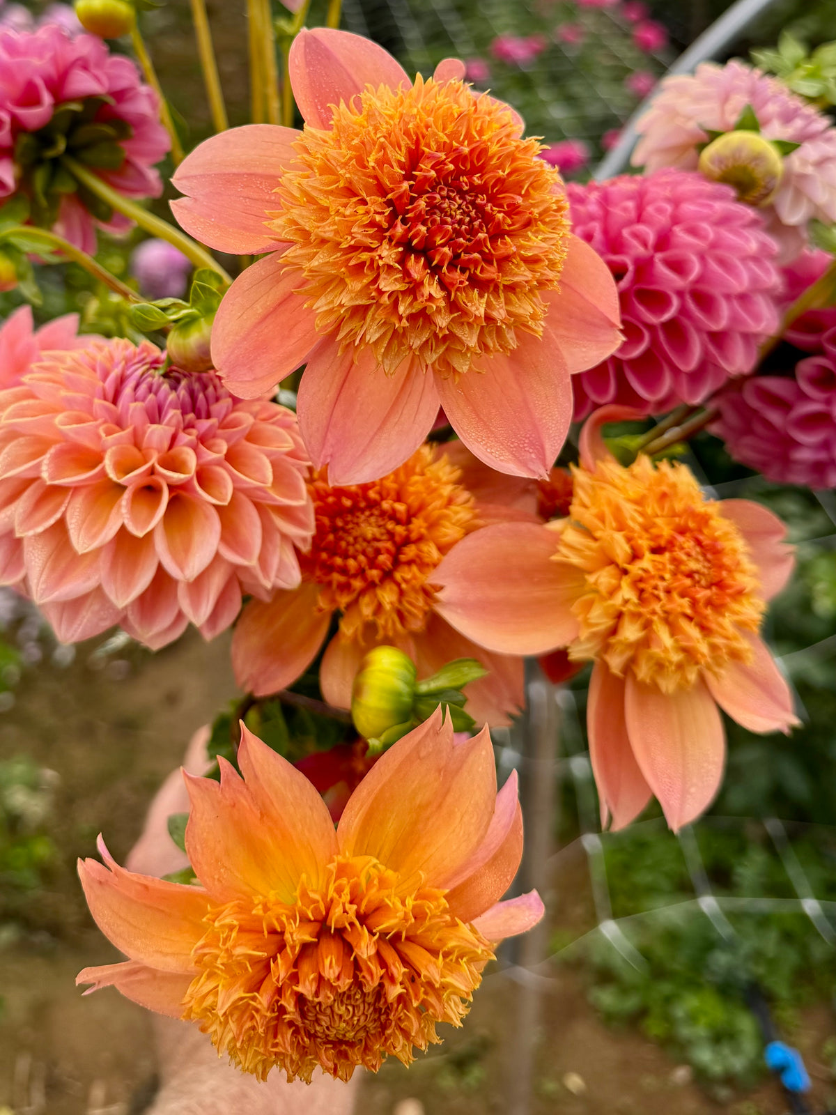 Sandia Brocade Dahlia Tuber