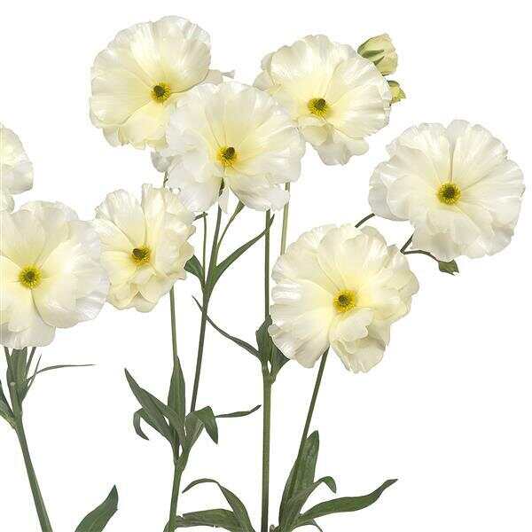 Graces Butterfly Ranunculus