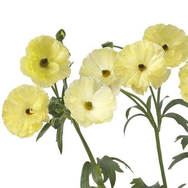 Helios Butterfly Ranunculus