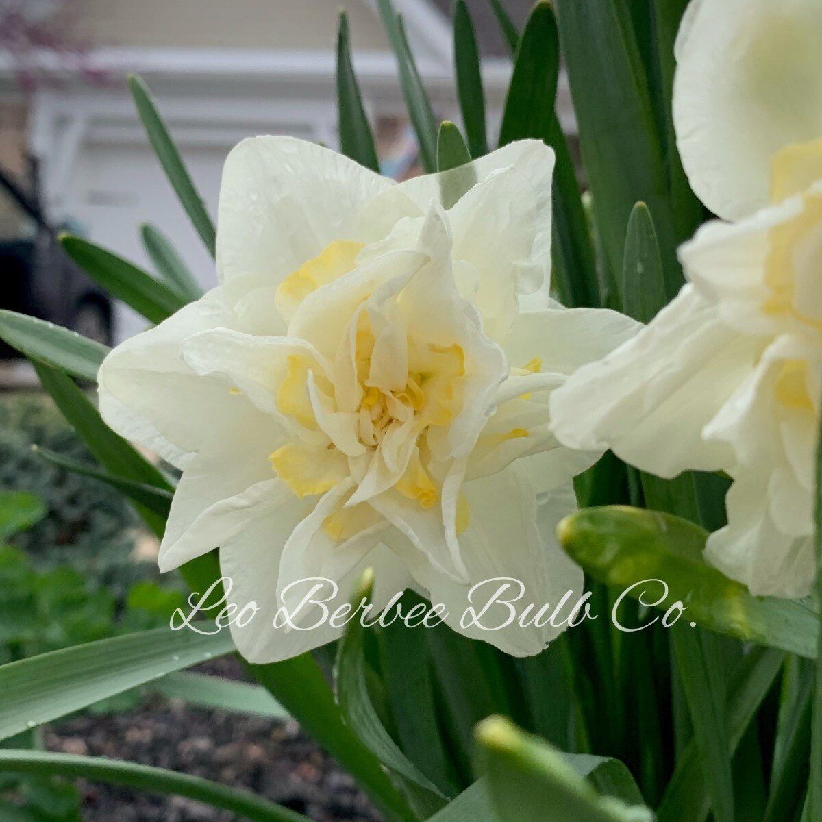 White Lion Narcissus