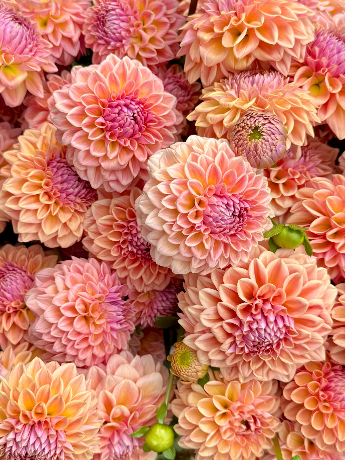 RM Summer Haze Dahlia Tuber