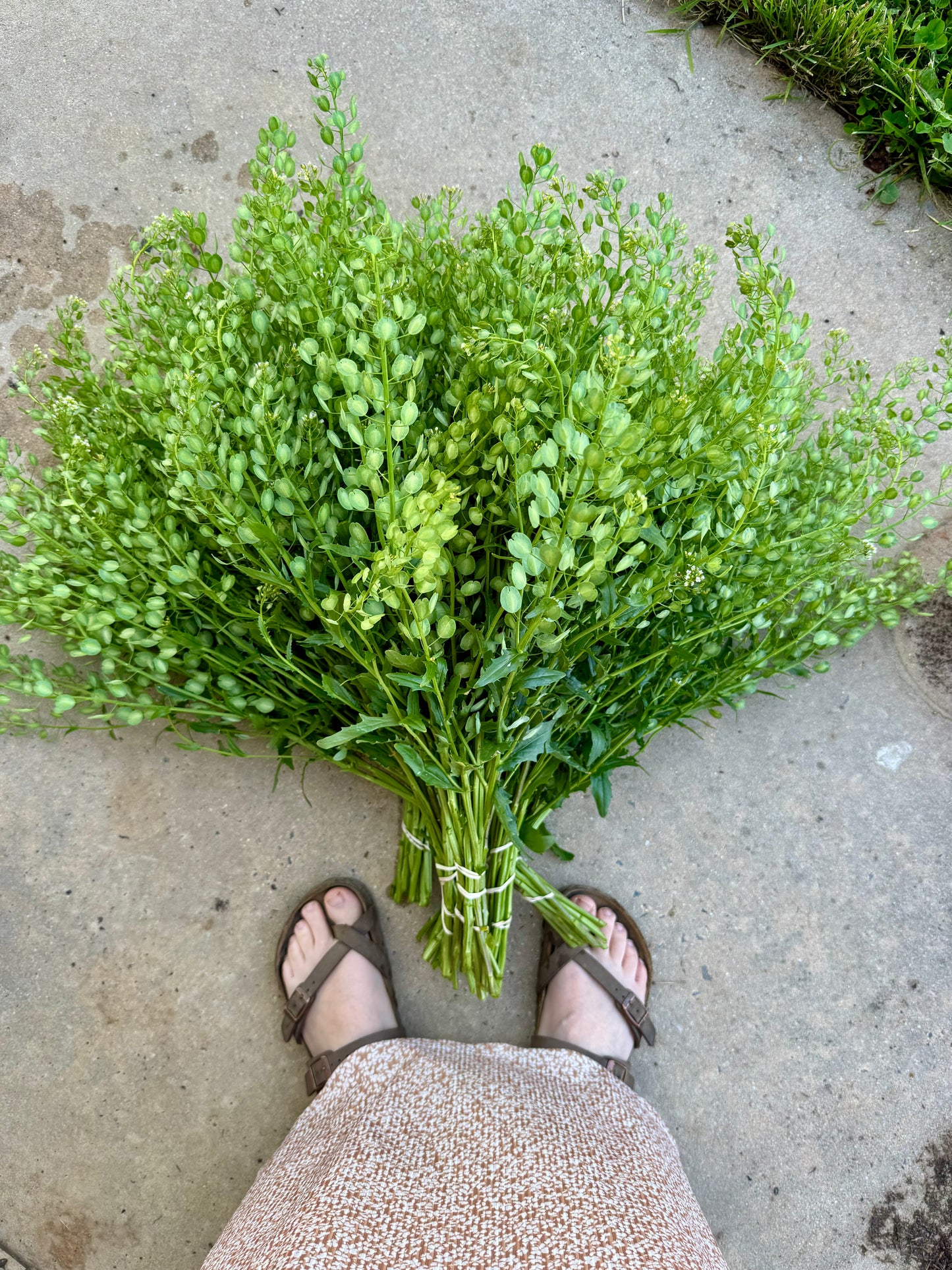 Penny Cress Seed