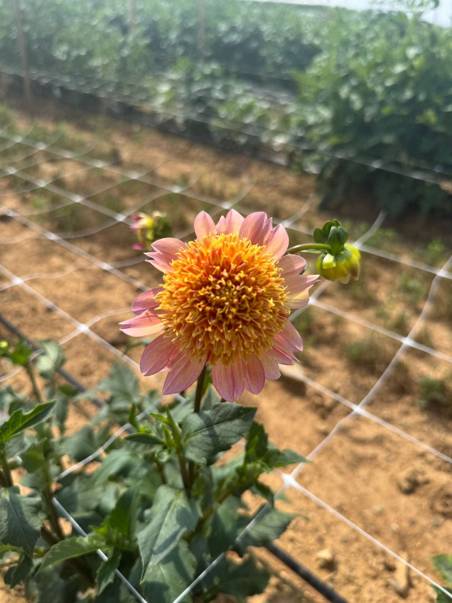 Sandia Brocade Dahlia Tuber