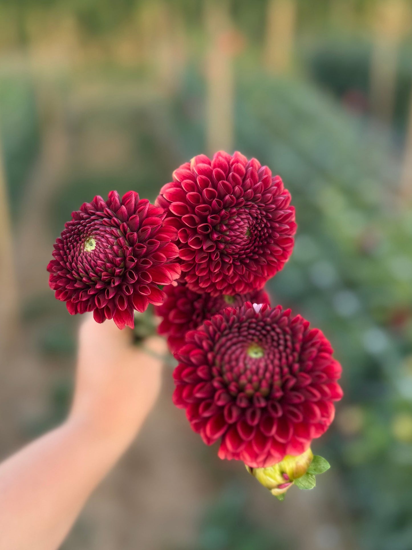 Copper Boy Dahlia Tuber