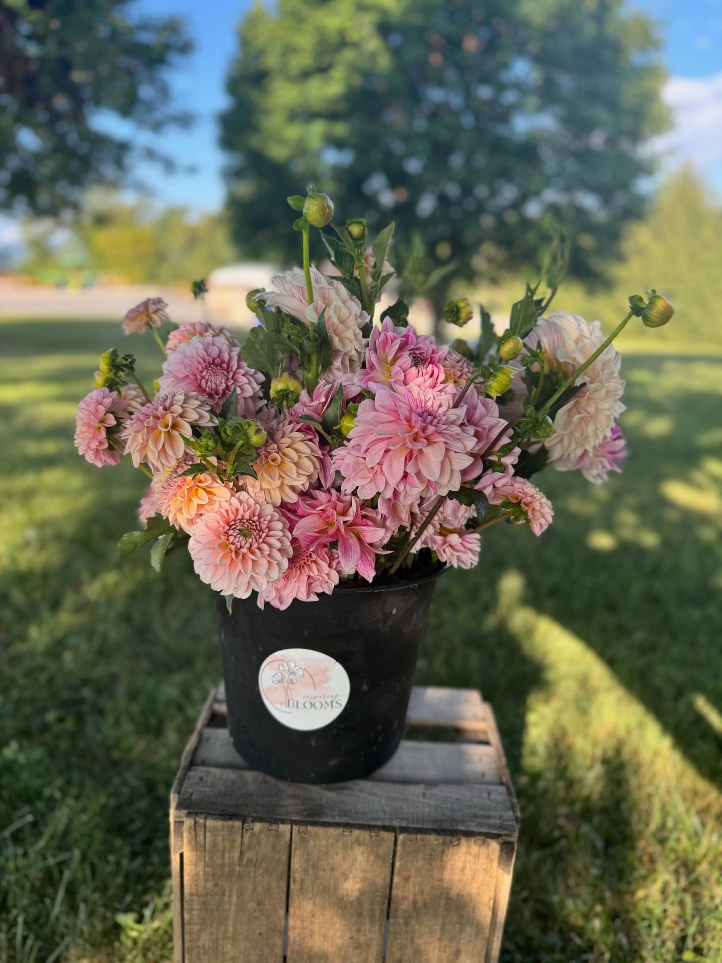 DIY Dahlia Bucket
