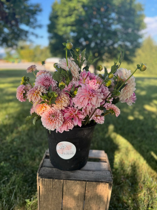 DIY Dahlia Bucket