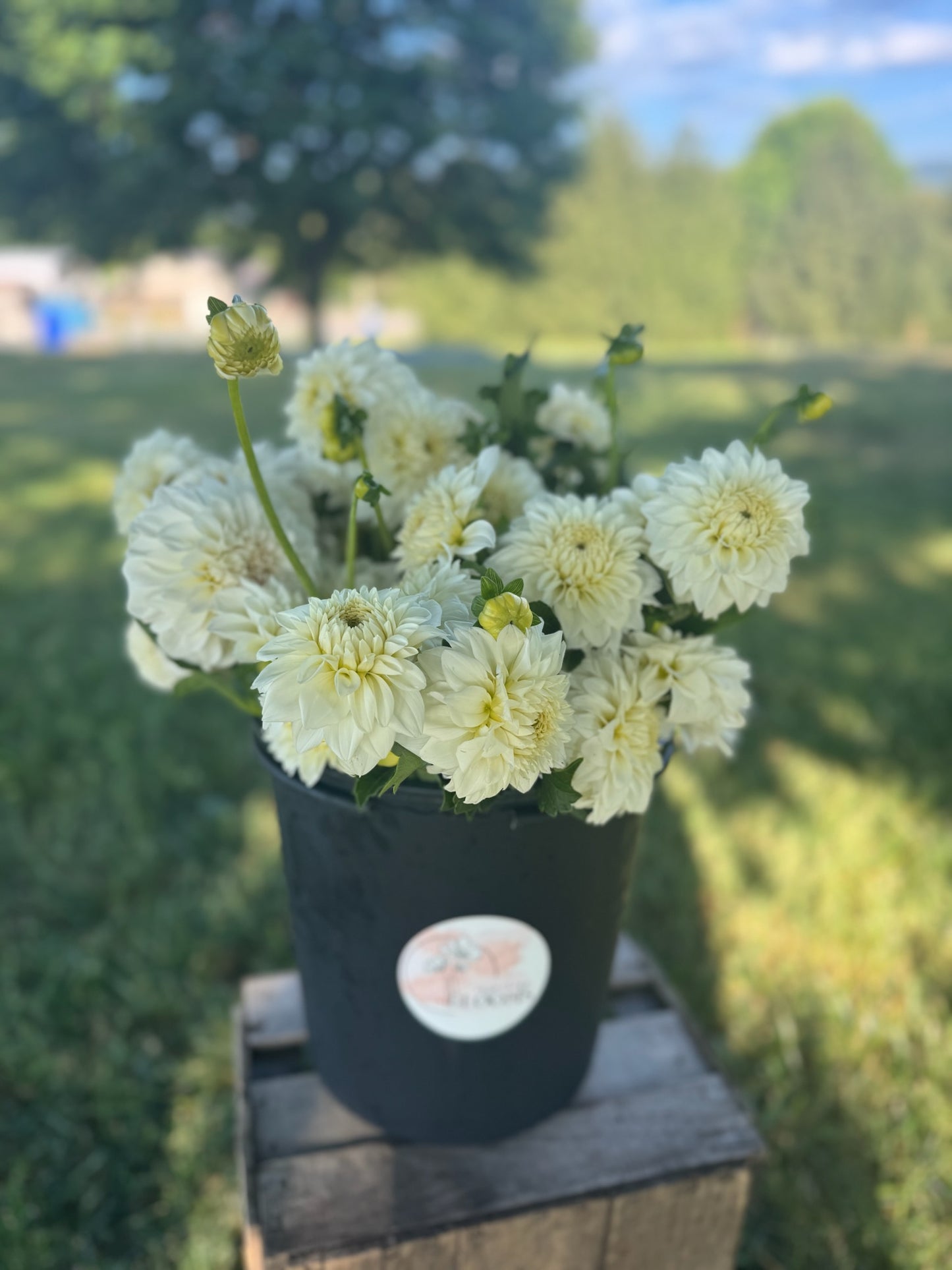 DIY Dahlia Bucket