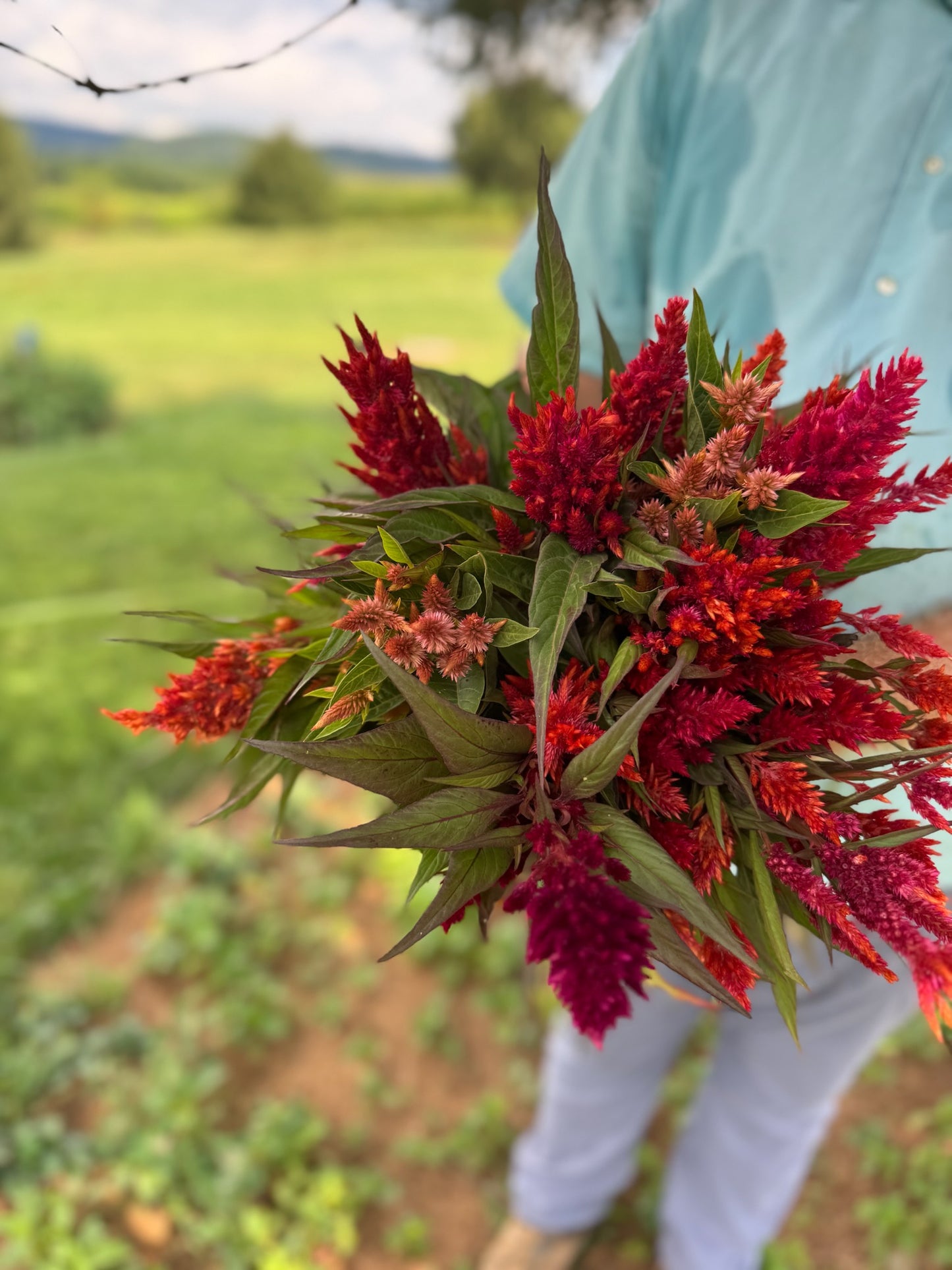 Celosia Mix Seed