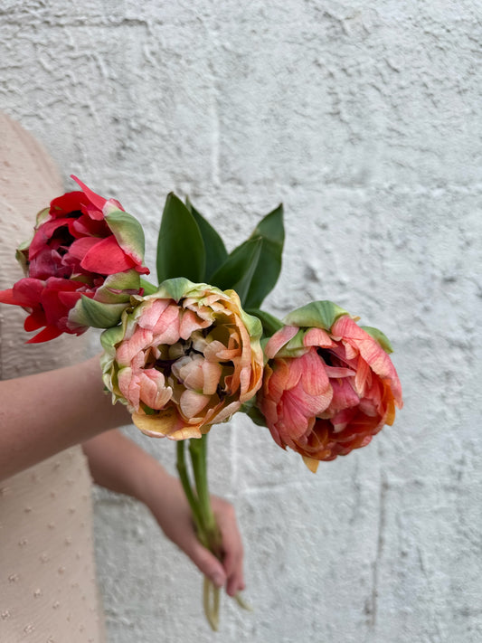 Gudoshnik Double Tulip