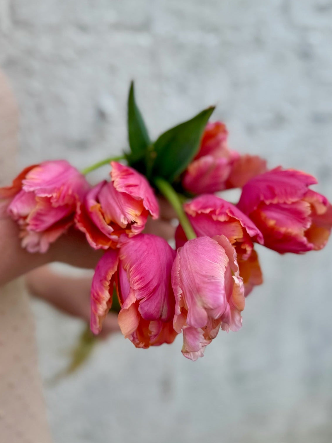 Amazing Parrot Tulip