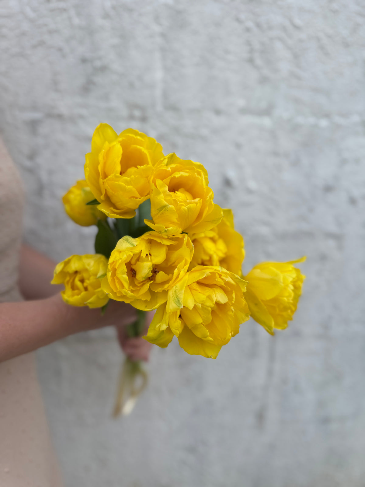 Limousine Tulip