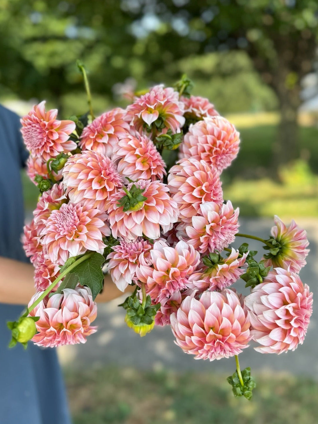 Peaches N Cream Dahlia Tuber BULK PACK