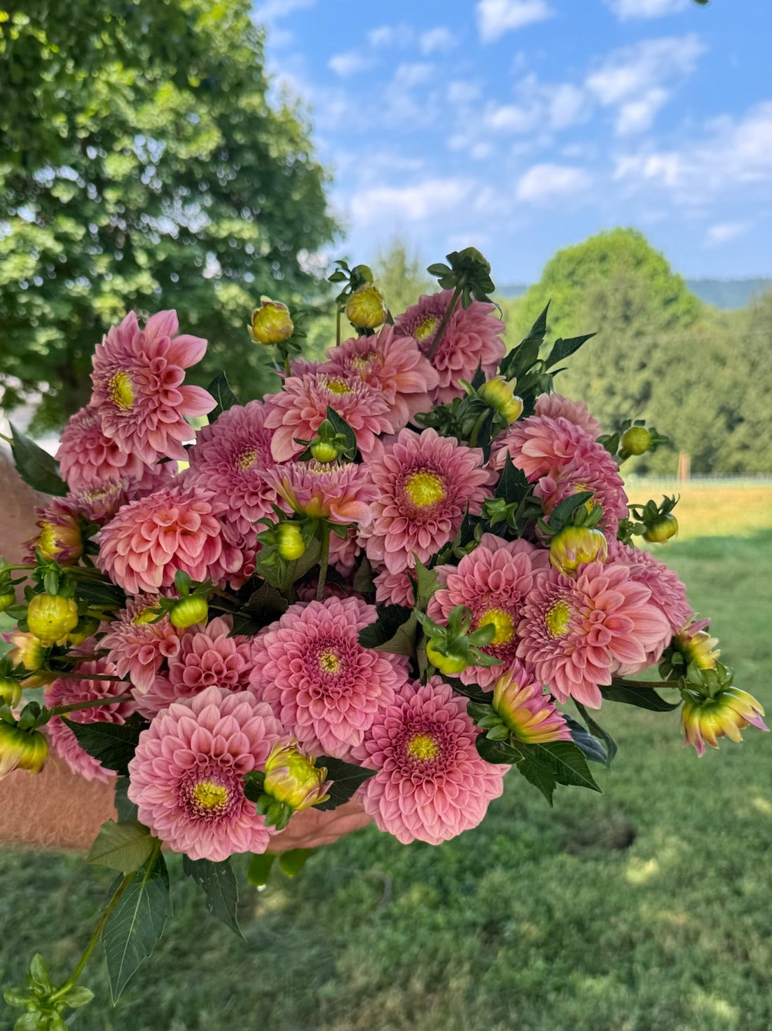 Rock Run Ashley Dahlia Tuber