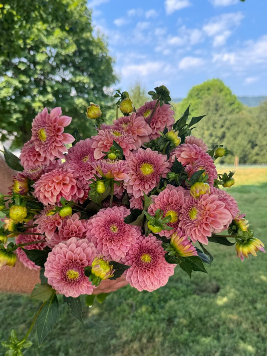 Rock Run Ashley Dahlia Tuber