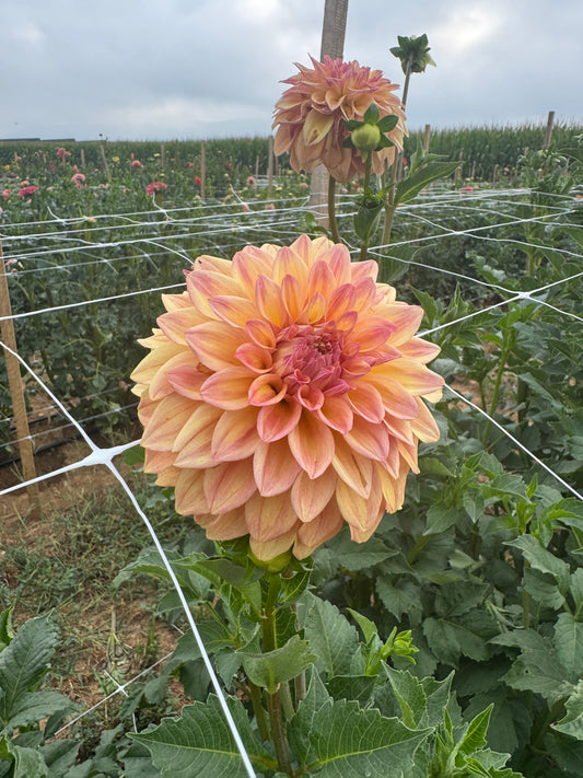 Miss Amara Dahlia Tuber