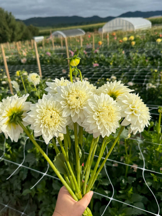 Blizzard Dahlia Tuber