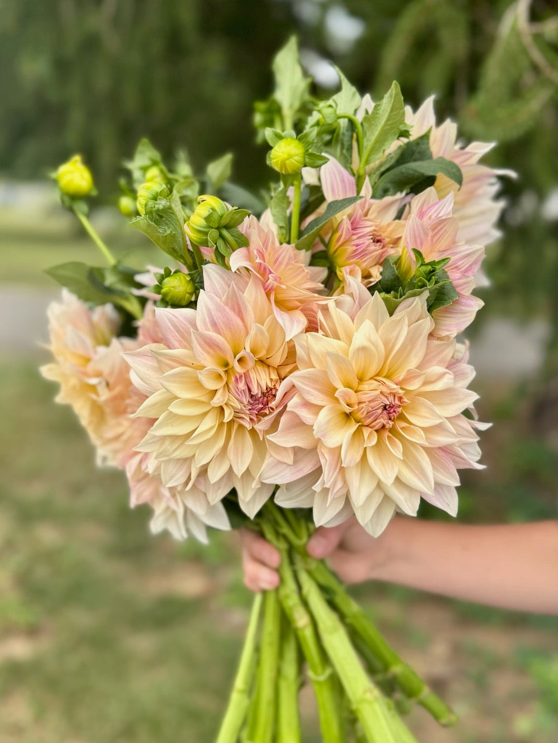 Cafe Au Lait Dahlia Tuber