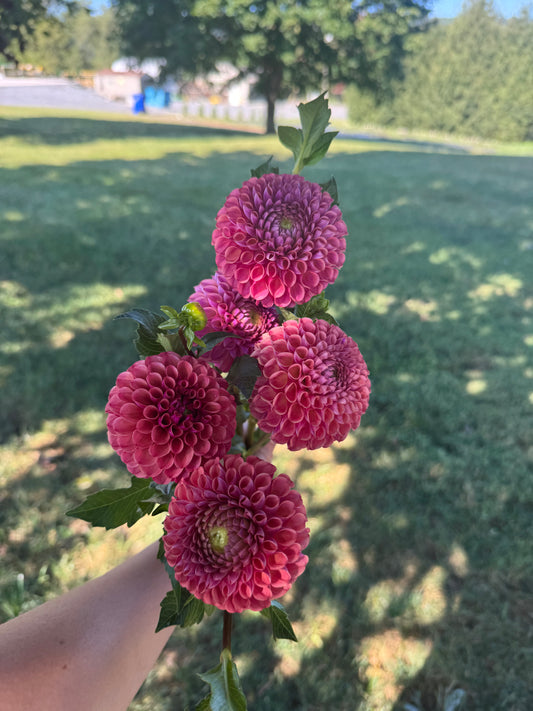 Caitlyns Joy Dahlia Tuber