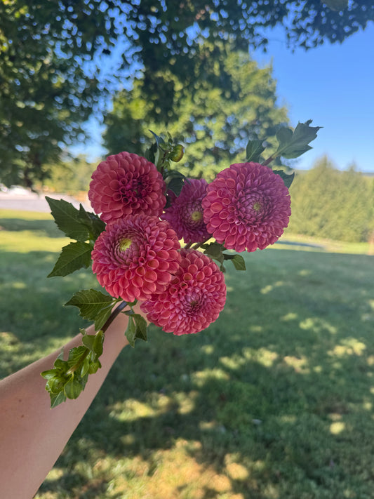 Caitlyns Joy Dahlia Tuber BULK PACK