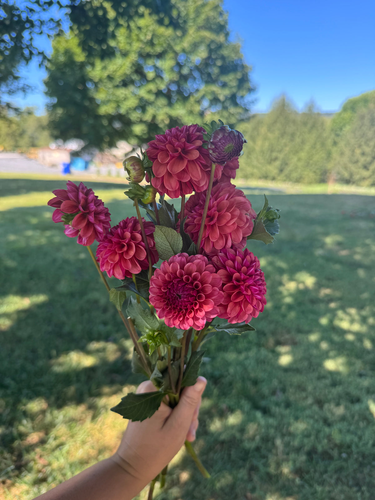 Mission Gypsy Dahlia Tuber - LIMIT 1