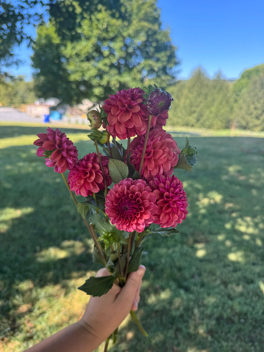 Mission Gypsy Dahlia Tuber