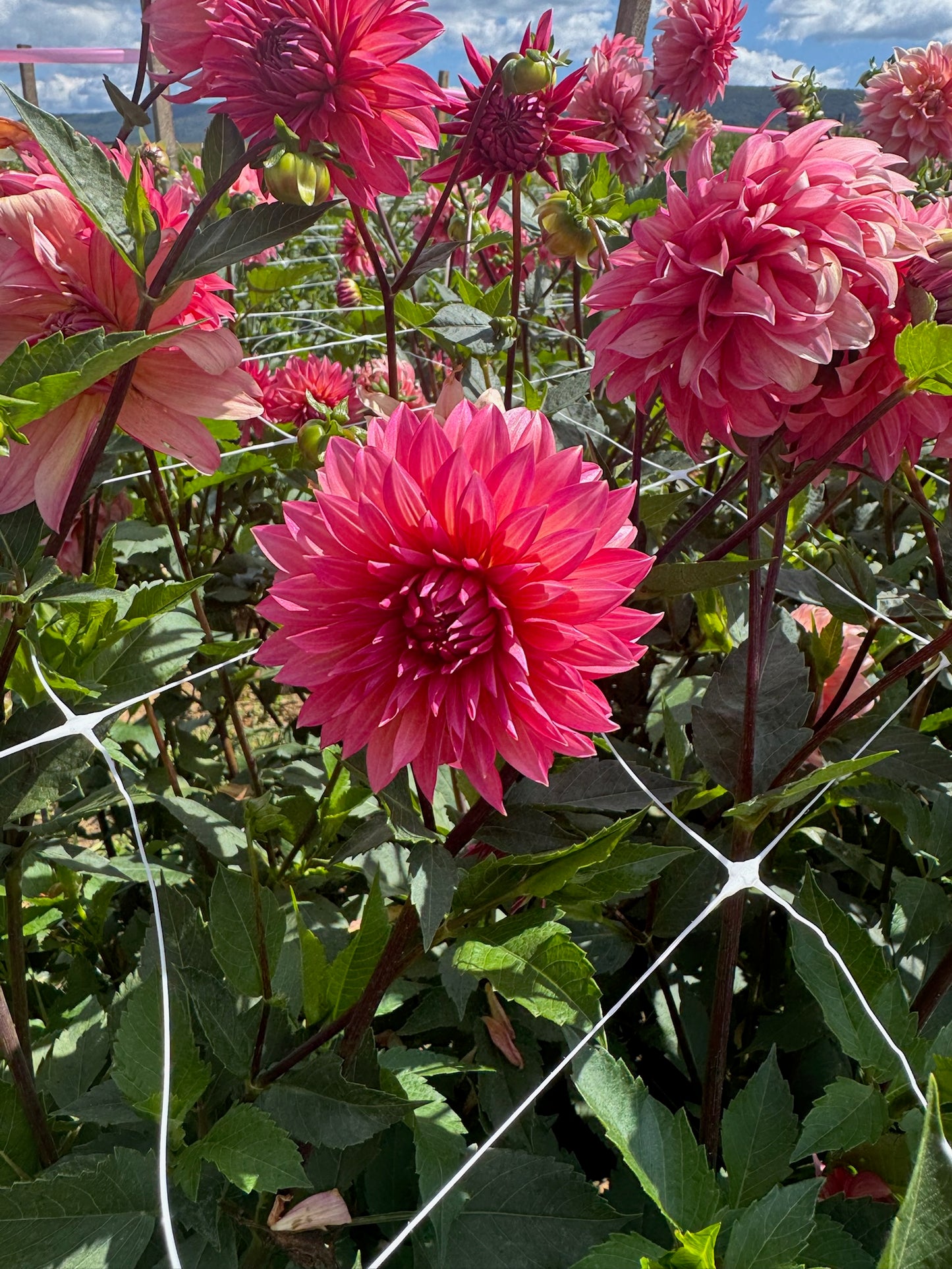 Sandia Ruthie Dahlia Tuber