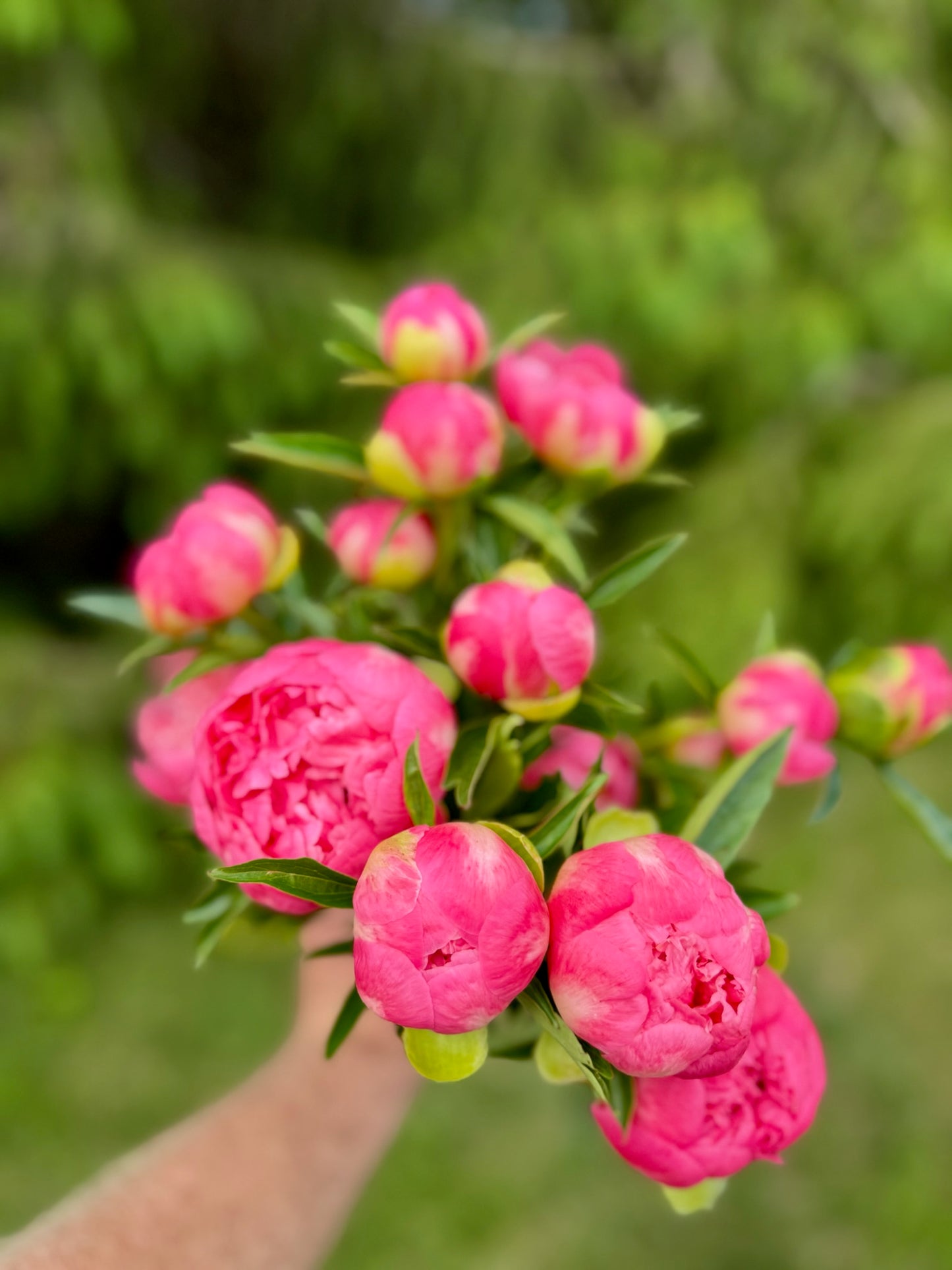 Choral Charm Peony BareRoot