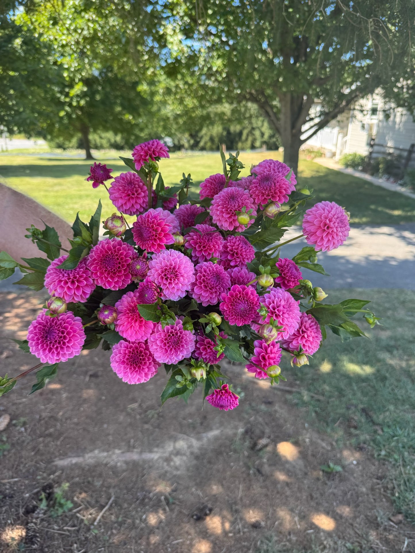 Rebecca Lynn Dahlia Tuber