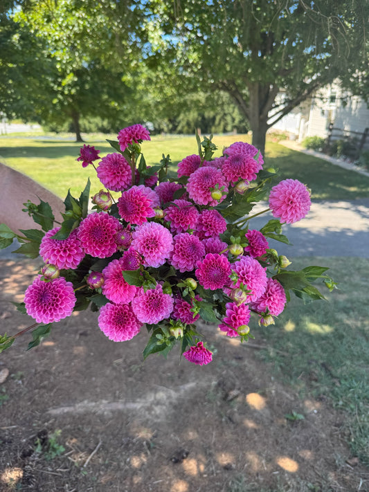 Rebecca Lynn Dahlia Tuber